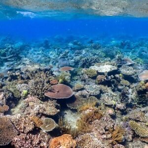 Mergulhar na Grande Barreira de Corais - Austrália