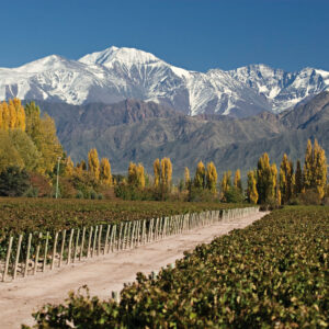 Mendoza Bike & Wine